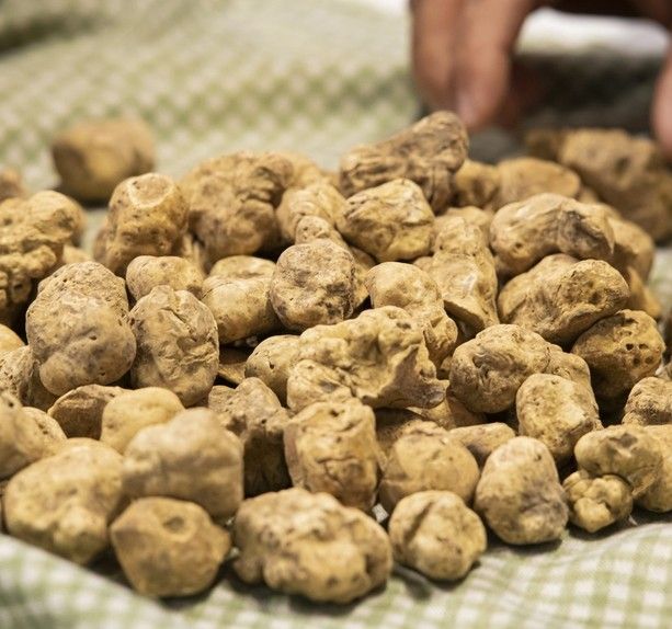 Tartufo bianco di Alba: ci aspettano due mesi di maggior produzione