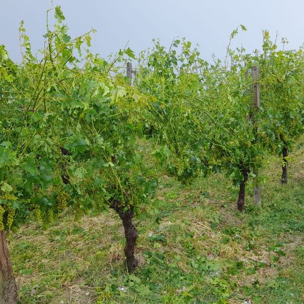 Primi bilanci: a Treiso e Mango la grandine ha creato seri danni ai vigneti