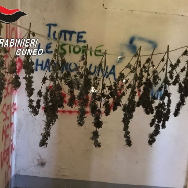 Un essiccatoio per la marijuana allestito nella casa cantoniera dismessa di Manta