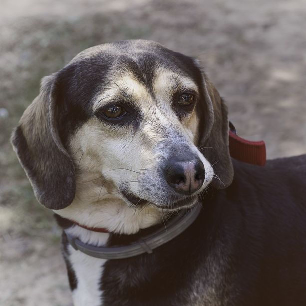 Quattro cani morti nel cortile di casa: denunciato dai Carabinieri a Novello