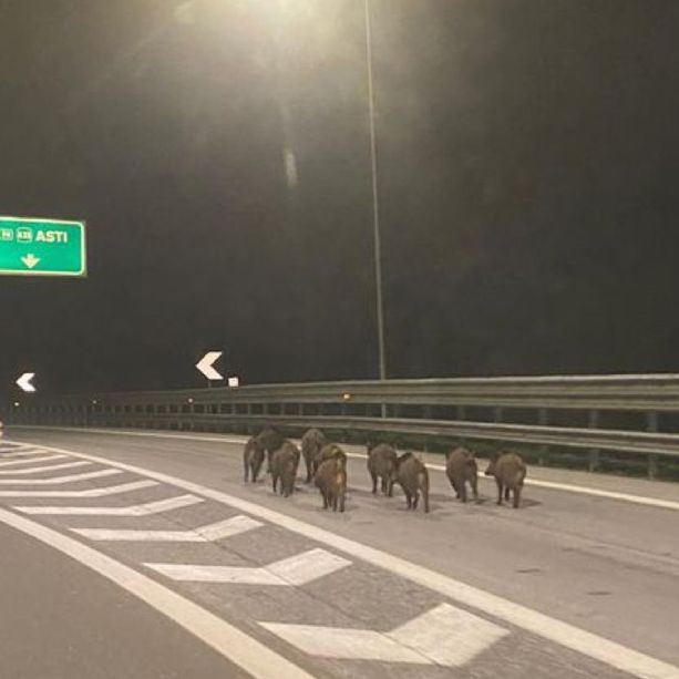 Castagnito, cinghiali causano doppio incidente in autostrada: coinvolte tre auto e un furgone