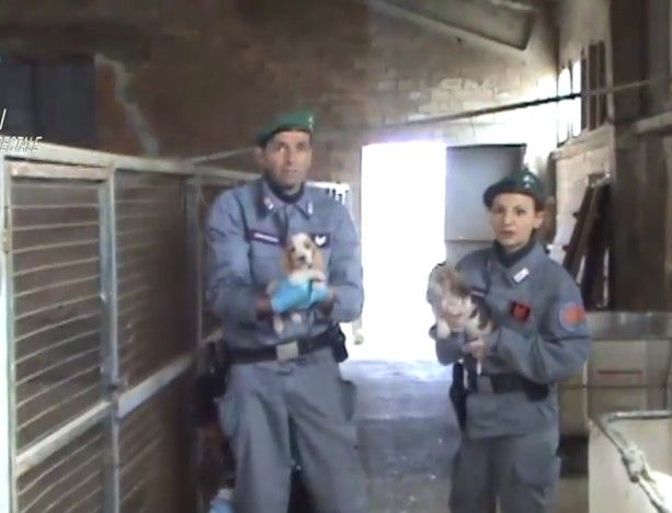 Traffico illecito di cuccioli di cane dall'Ungheria, due allevatori a processo