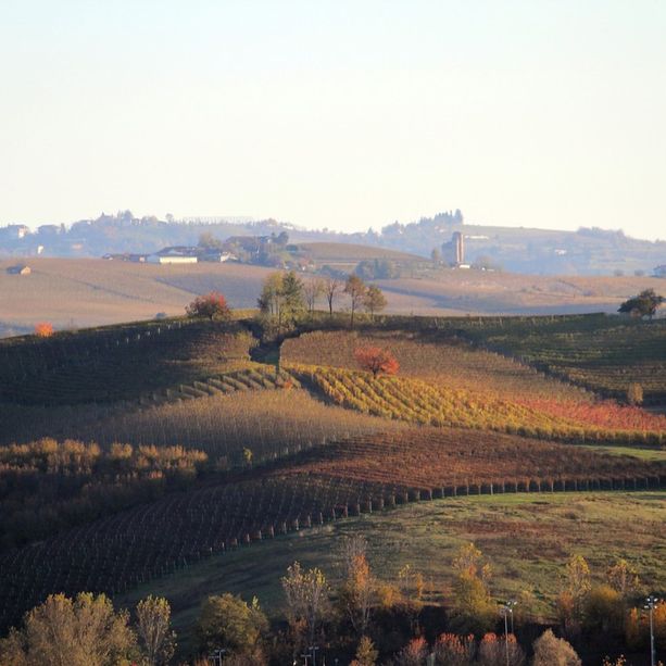 Condannati i vignaioli di Dogliani: il loro Barolo Docg prodotto fuori (di 300 metri)  dalla zona prevista dal rigido disciplinare