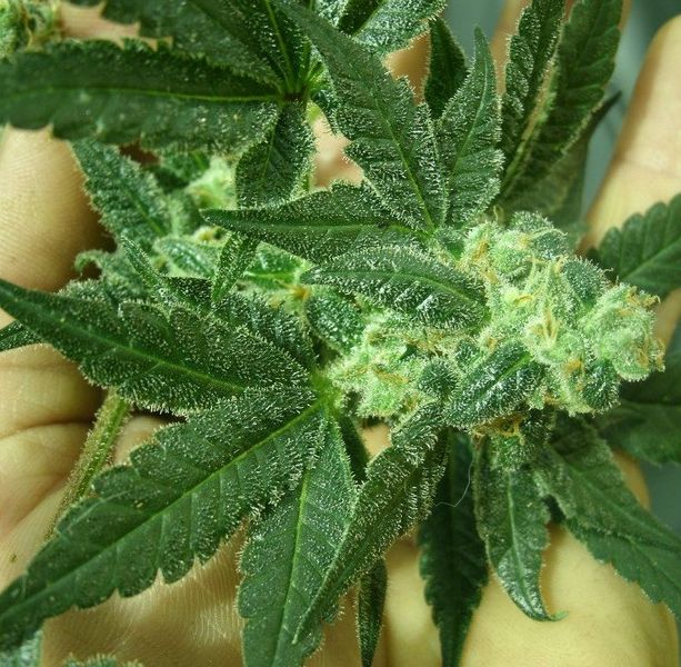 Nel Braidese sequestrati oltre 2,5 chili di marijuana e 4 etti di cocaina