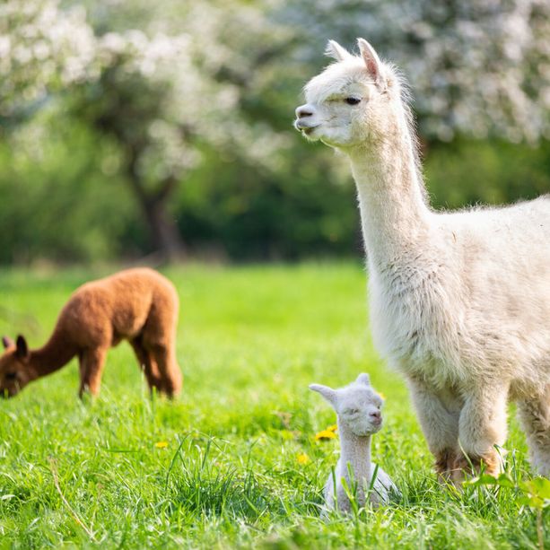 Passeggiata a Canosio con gli alpaca, natura e spettacoli nell'ultima domenica di marzo