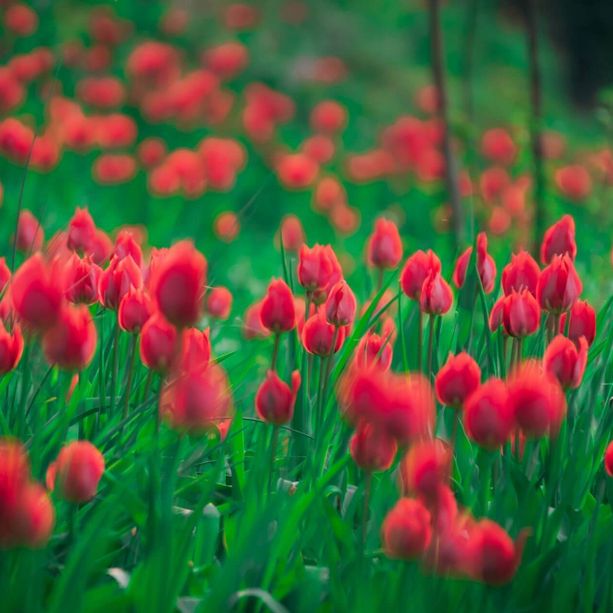 Prima domenica di primavera da trascorrere nella Granda con tanti appuntamenti