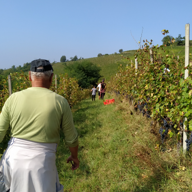 Lavoro nero in vendemmia: irregolari due aziende su tre, multe per 100mila euro