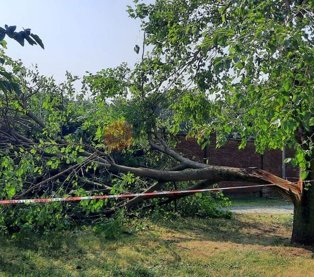 Violento temporale nella notte a Saluzzo: albero spaccato da un fulmine e cantine allagate