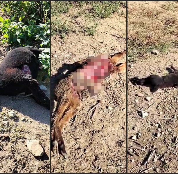 Branco di lupi sbrana quattro alpaca in zona Picco Alta di Dronero [VIDEO]