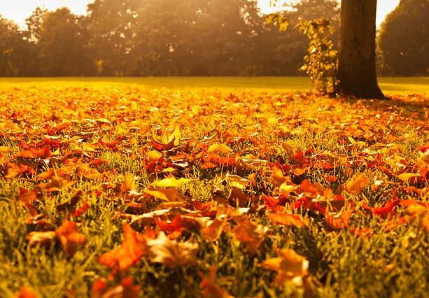 Concerti, sagre, mostre e fiere: eccogli eventi per la prima domenica di ottobre