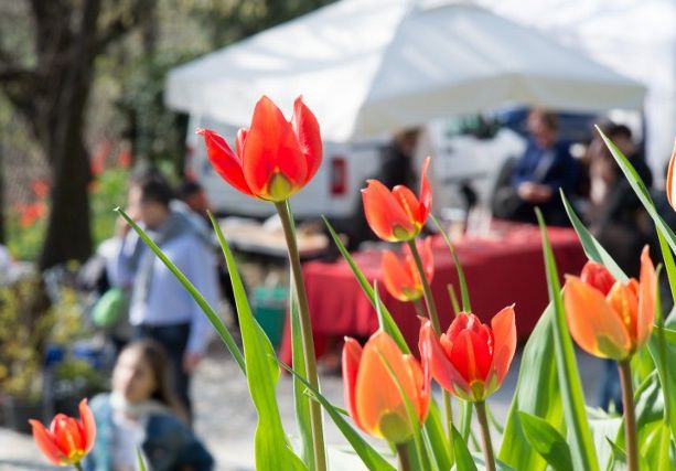 Proposte per trascorrere la prima domenica di primavera nella Granda