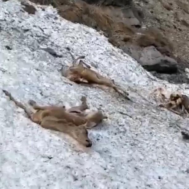 Precipitano per centinaia di metri, forse in fuga dai lupi: strage di cervi in alta Valle Stura