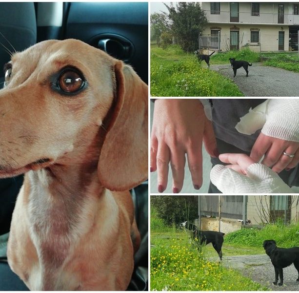 Mamma e figlia aggredite da due cani a Saluzzo: “Ci hanno squartato la bassottina Luna, per noi una di famiglia”