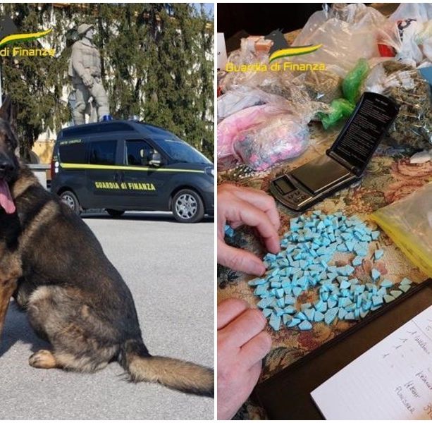 Il pastore tedesco Golia scopre supermarket della droga a Cuneo: sequestrati 1,5 chili di stupefacenti