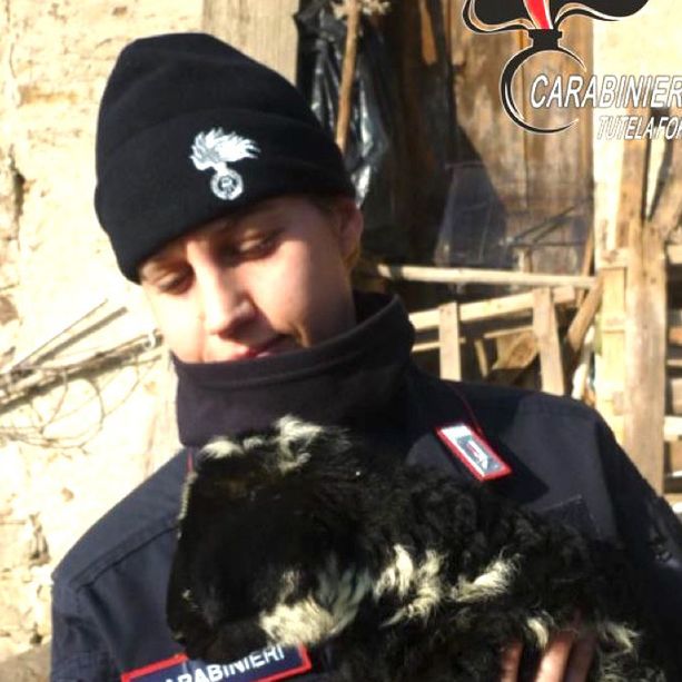 Valle Bormida, allevatore abusivo denunciato per maltrattamento di animali