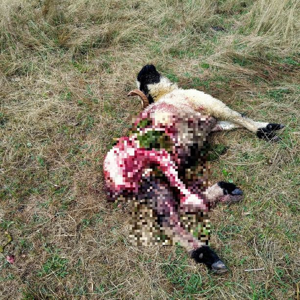 Due montoni uccisi e sbranati da un lupo nel Parco Fluviale di Cuneo