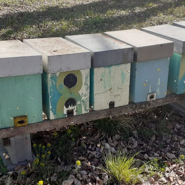 Furto di sei nuclei in un apiario di Cuneo, Aspromiele: “Atti vergognosi che minano il già difficile periodo”