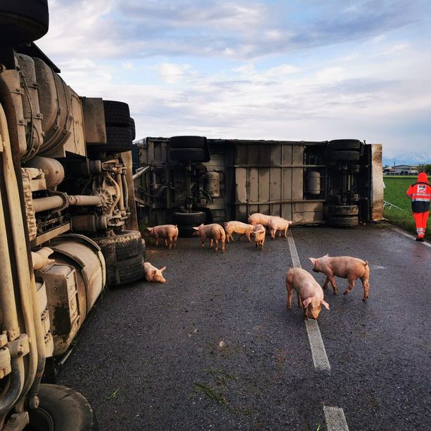 Villafalletto, autoarticolato carico di maiali si ribalta sulla Provinciale 25 (FOTO)