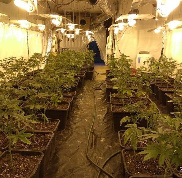 47 chili di marijuana e 225 piantine in una cascina di Canelli: espulso dall'Italia il giovane &quot;coltivatore&quot; albanese