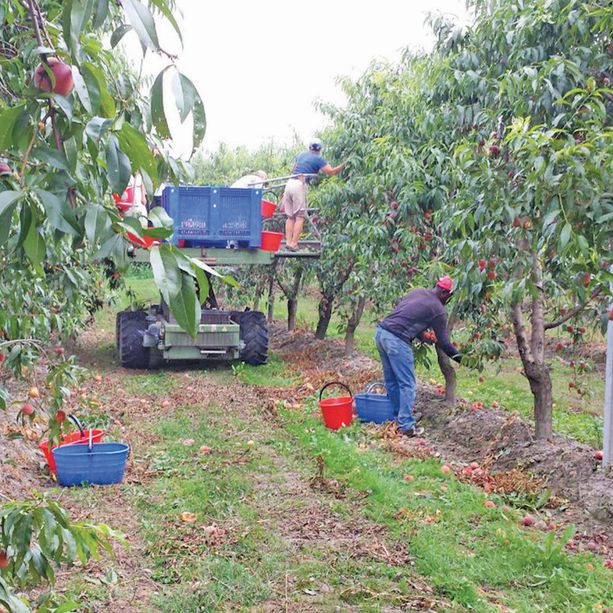 5 euro al giorno in meno dalla busta paga per essere portati al campo di frutta: nuova inchiesta a Cuneo per caporalato