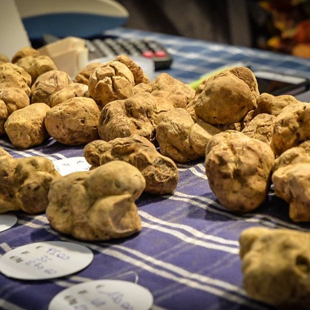 Alba, commercianti di tartufi accusati di dichiarazioni fraudolente e fatture false con società estere