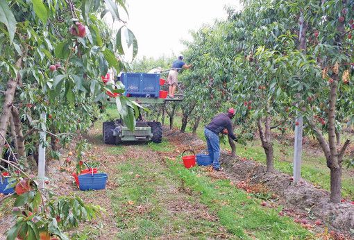 Caporalato a Racconigi, il gestore del Cas: &quot;Nessuno sfruttamento dei ragazzi, solo integrazione sul territorio&quot;
