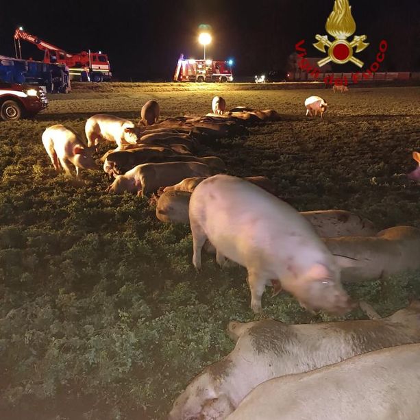 Camion per il trasporto animali si ribalta a Cavallermaggiore: ferito il conducente, morti una trentina di maiali