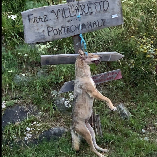 Carcassa di lupo ritrovata impiccata in frazione Villaretto di Pontechianale