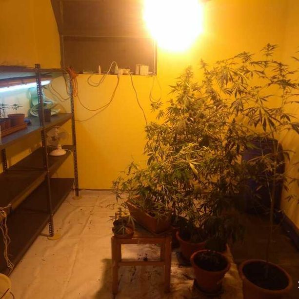 Trinità, coltivava marijuana in una &quot;serra indoor&quot;: 45enne arrestato dalla Polizia