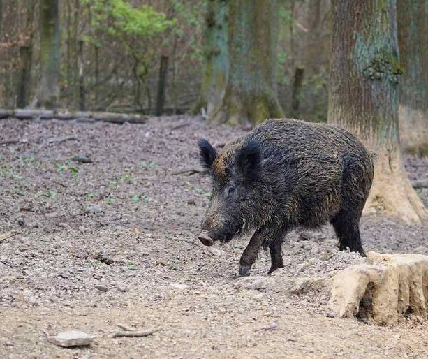 Cinghiale assale e uccide un cacciatore nei boschi di Vicoforte