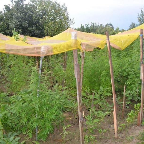 Un colpo di vento scopre 81 piante di marijuana coperte da un telo: finisce ai domiciliari un 56enne di Cherasco