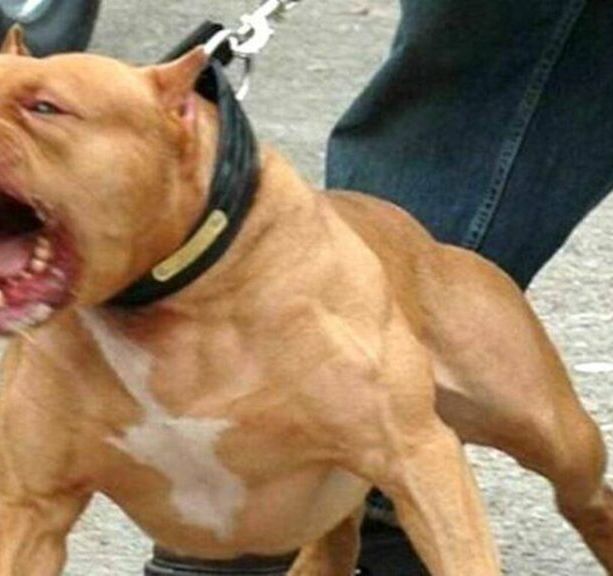 Cuneo, pitbull aggredisce e uccide un cagnolino al parco fluviale