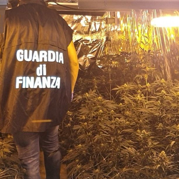 Operazione &quot;Secret Garden&quot;: i finanzieri di Fossano bloccano uno dei maggiori centri di produzione di marijuana in provincia (VIDEO)