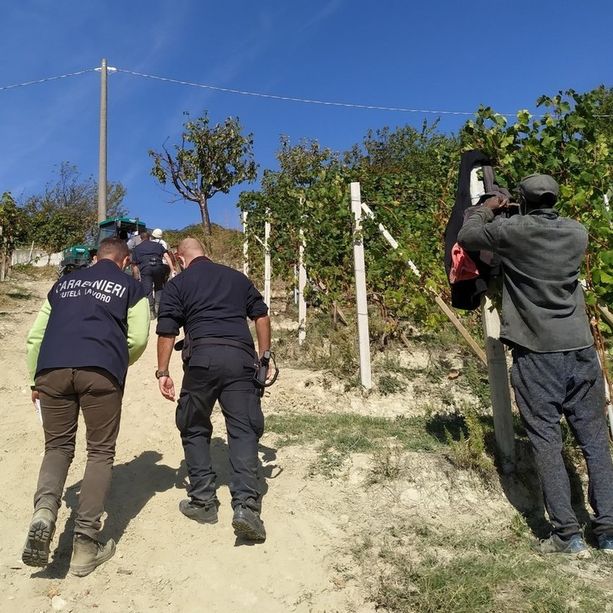 Controlli anticaporalato nelle vigne e nei frutteti della Granda: irregolari sei imprese su dieci