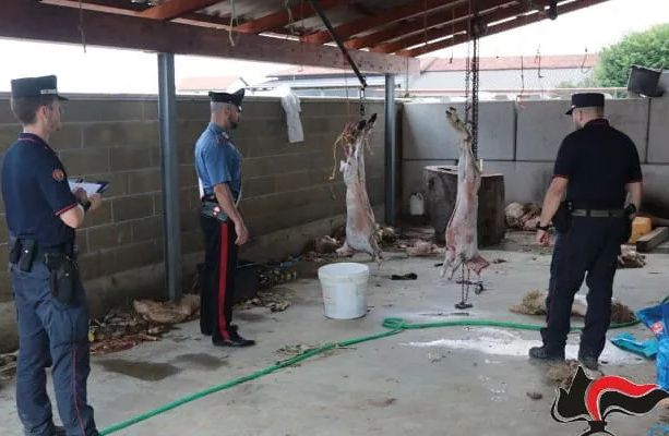 Scoperto macello islamico abusivo a Saluzzo: in tre a processo
