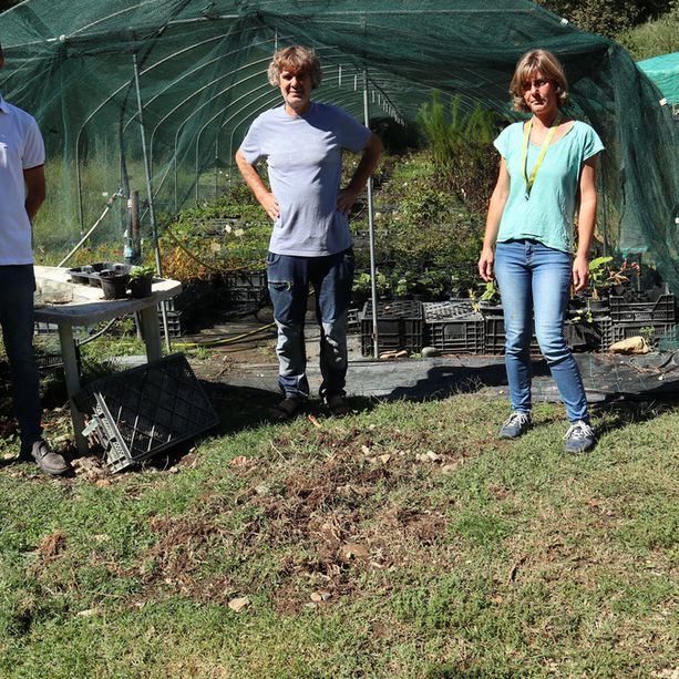 Casalborgone: un branco di cinghiali devasta un vivaio e arriva nelle vicinanze di un'abitazione