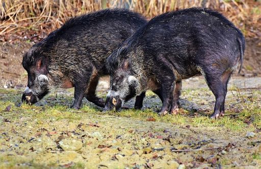 Entra nella sede della Cri e poi scappa in zona Enel: abbattuto un cinghiale a Chivasso