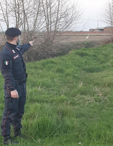 Cattura un airone bianco maggiore nella zona periferica della città: nei guai un 29enne di origini romene