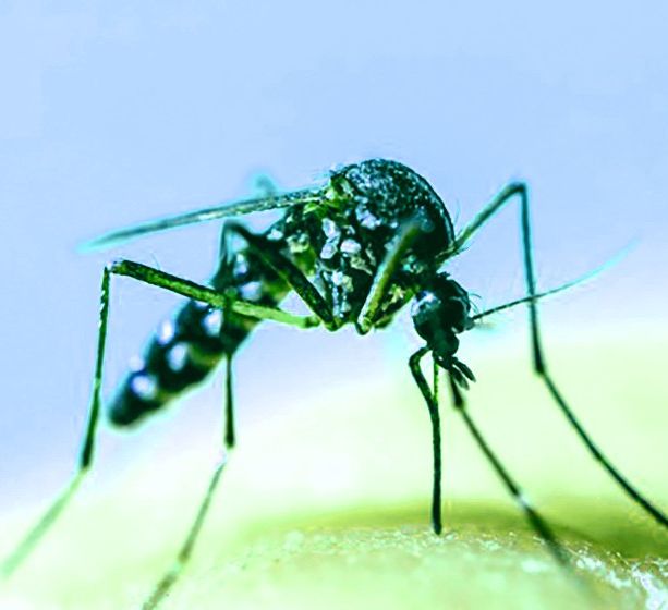 E’ ricominciata la lotta alle zanzare su tutto il territorio di Chivasso