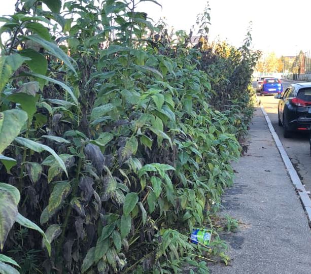 Parella, il prato ridotto a “selva” diventa una discarica a cielo aperto