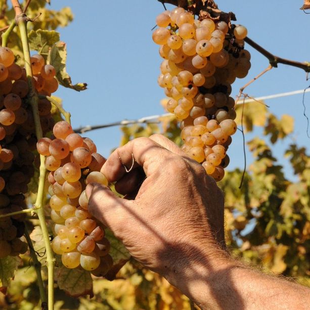 Caluso. Fervono i preparativi per la Festa dell'Uva Erbaluce