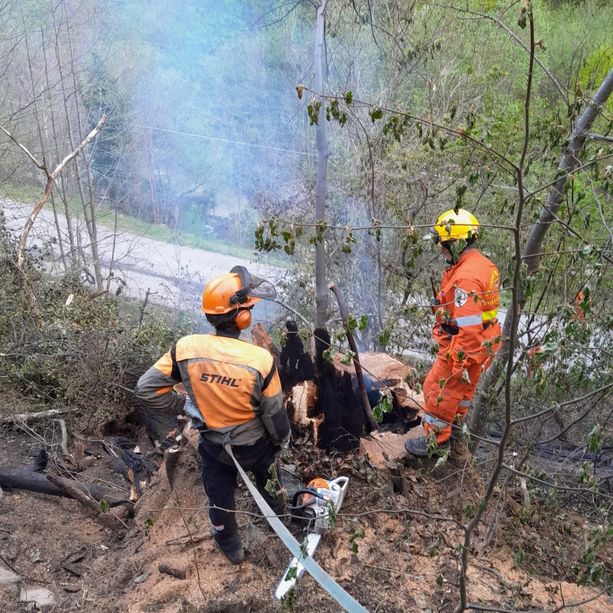 Castagno secolare in fiamme abbattuto ad Angrogna per evitare nuovi incendi