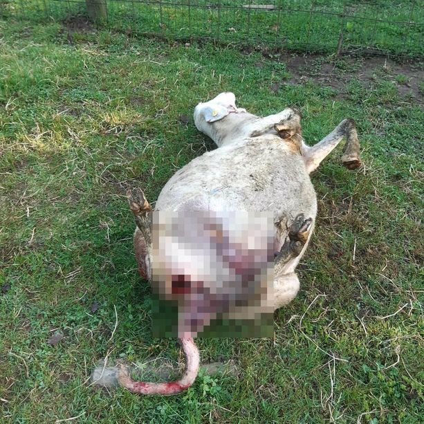 Bibiana: lupi a caccia nell’agriturismo San Nazario