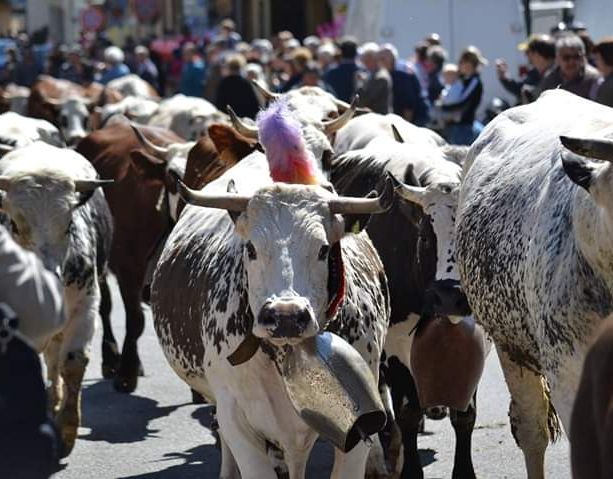 Degustazione nei pascoli e sfilata per celebrare la discesa dagli alpeggi
