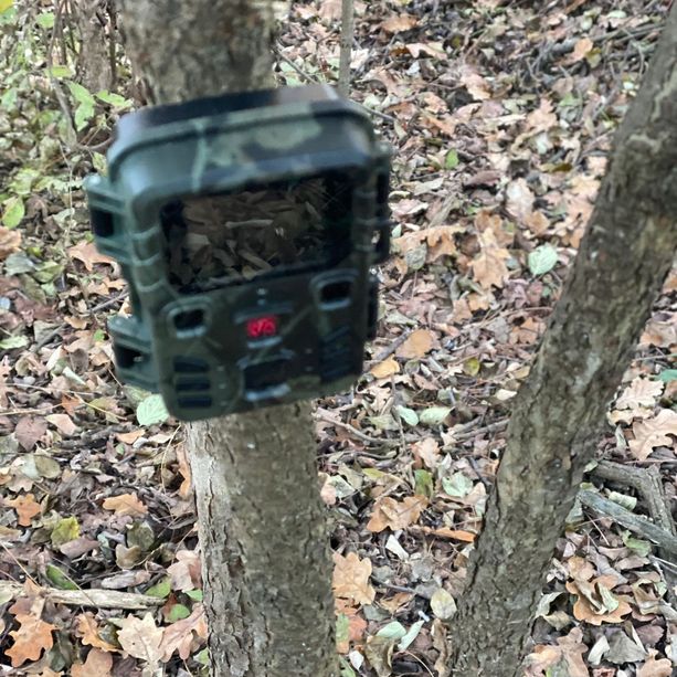 Carcasse di animali e una fototrappola nei boschi di Cavour
