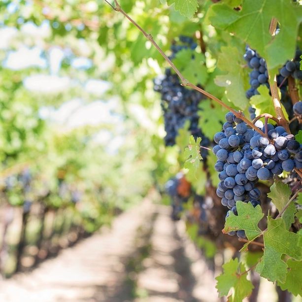 Senza sfilata dei carri ma con i francesi di Chorges: Bricherasio festeggia una Sagra dell’Uva speciale
