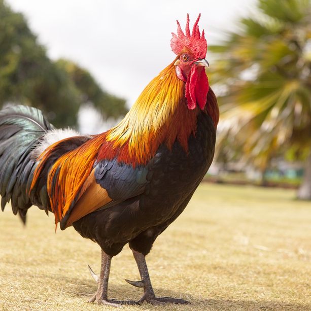 Disturbava il sonno dei lusernesi: la Polizia locale fa allontanare un gallo