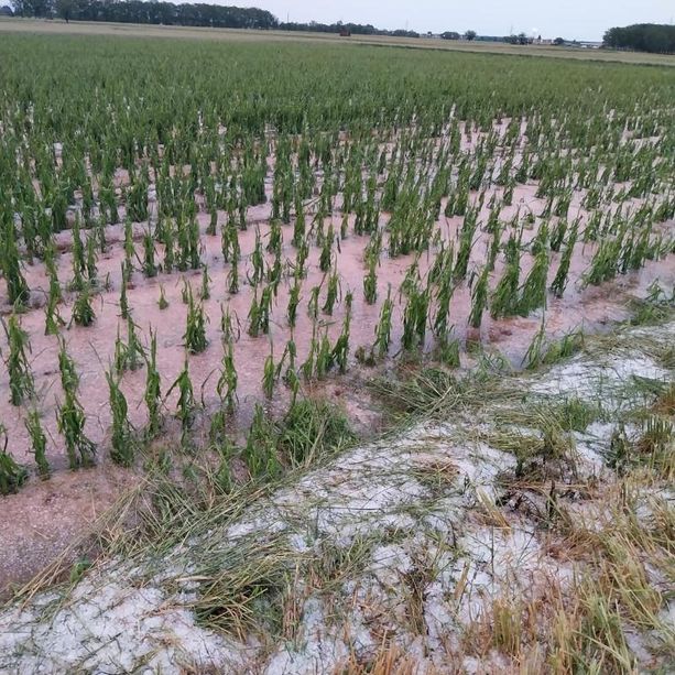 Da Piossasco ad Airasca: il maltempo mette in ginocchio gli agricoltori [FOTO]