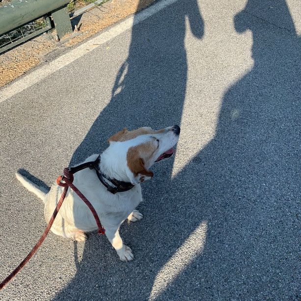 Un cane scivola nel Po, recuperato dai Vigili del fuoco