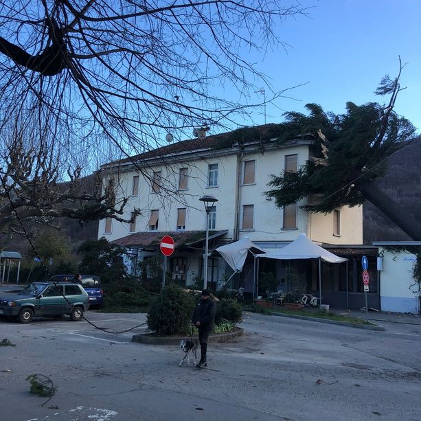 Torre Pellice: il forte vento abbatte il pino storico della stazione
